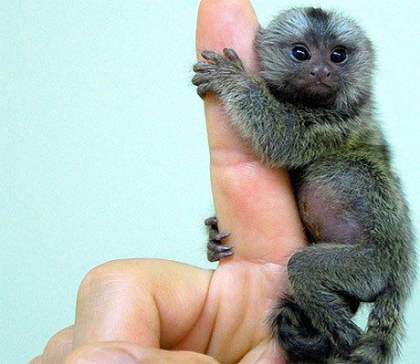 8smallestmonkey
