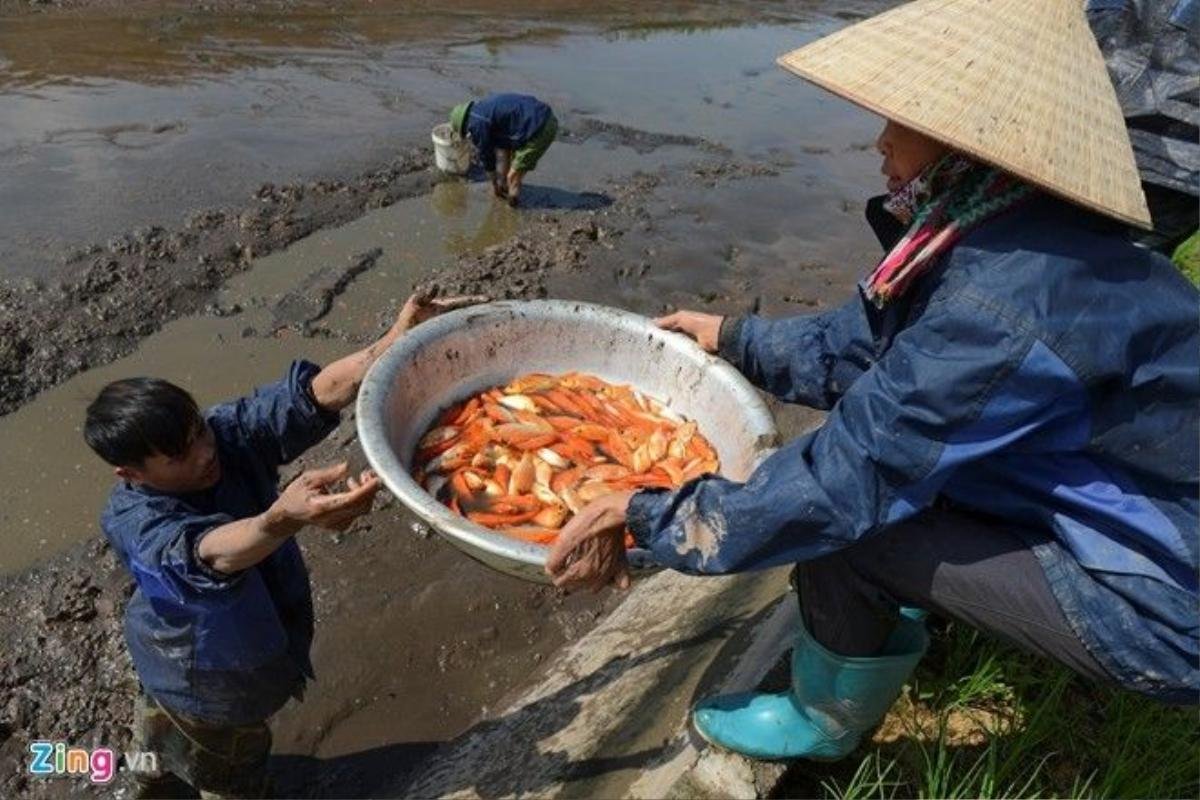 Gia đình anh Hà Công Tình (ở thôn 3 năm) nay thu hoạch được khoảng hơn 1 tạ cá chủ yếu là chép đỏ, doanh thu ước chừng hơn 50 triệu đồng.