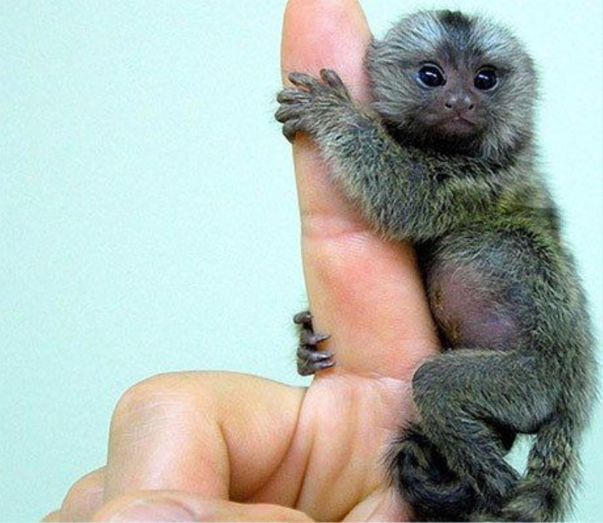 8smallestmonkey